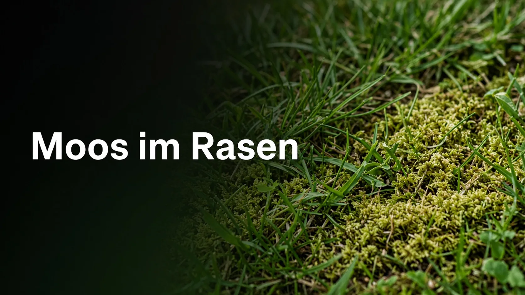 Moospolster in einer Rasenfläche