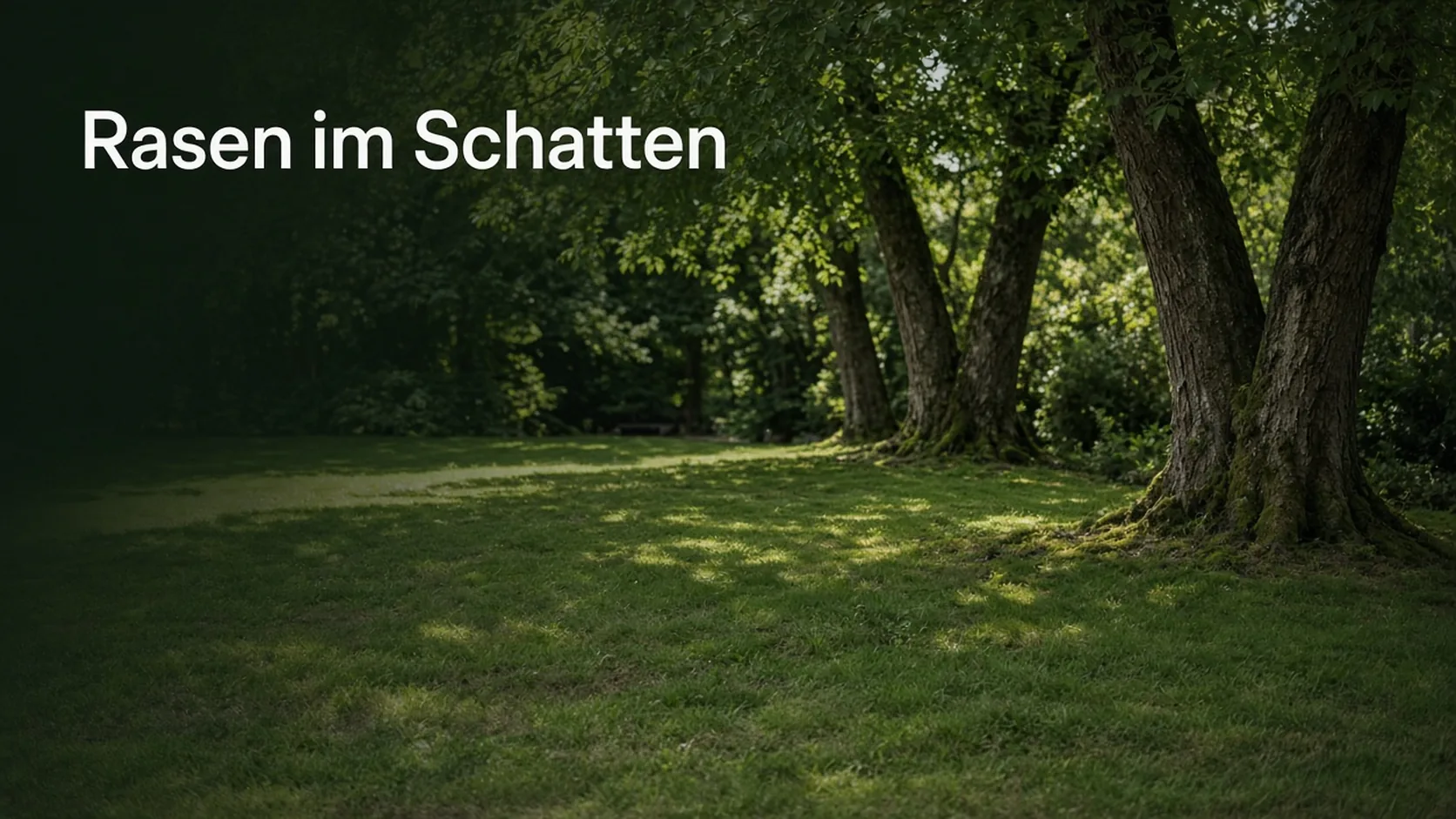 Schattenrasen unter Bäumen mit geflecktem Licht