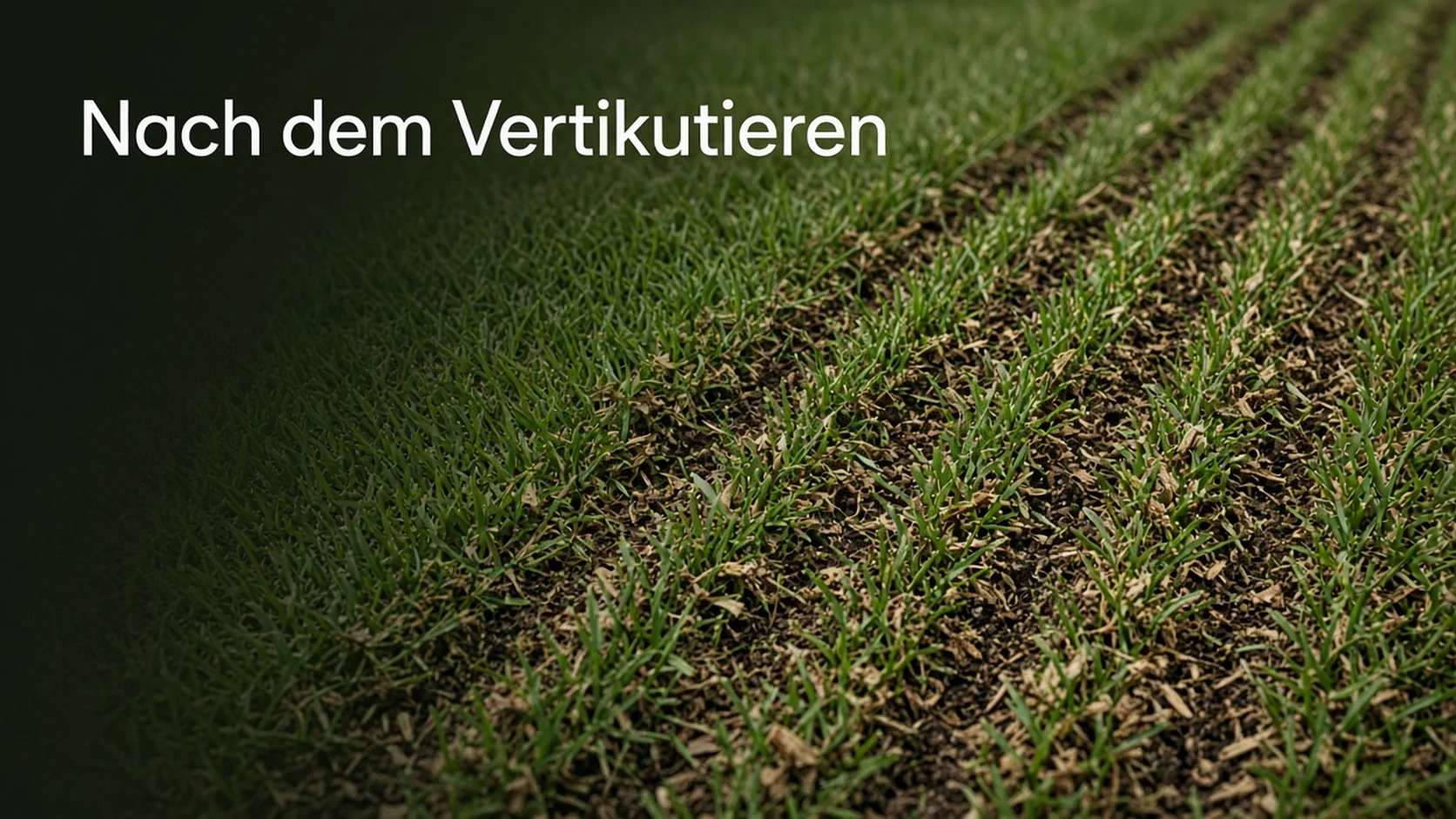 Rasen nach dem Vertikutieren mit offenen Rillen