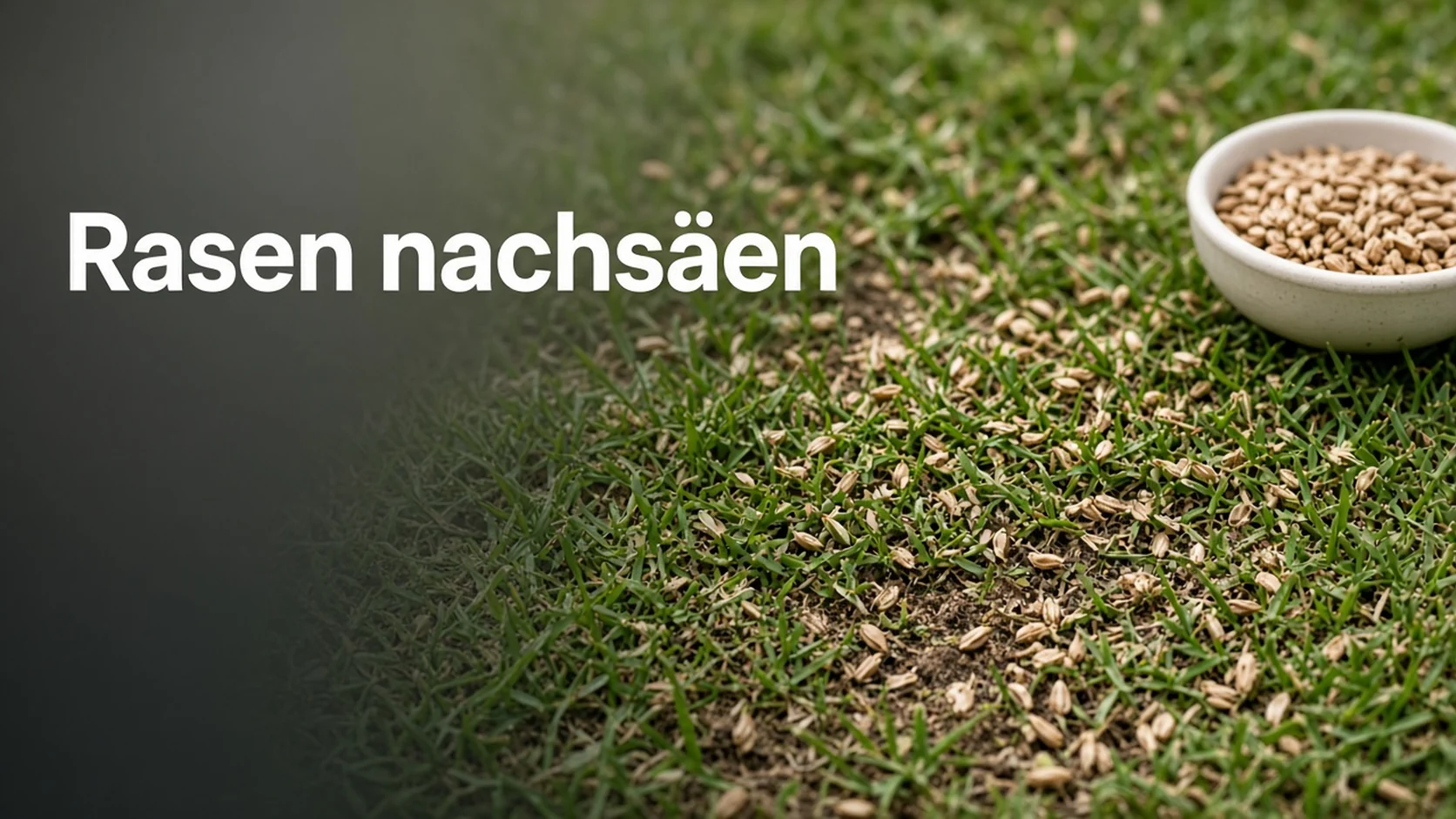 Rasensamen auf einer lückigen Grasnarbe
