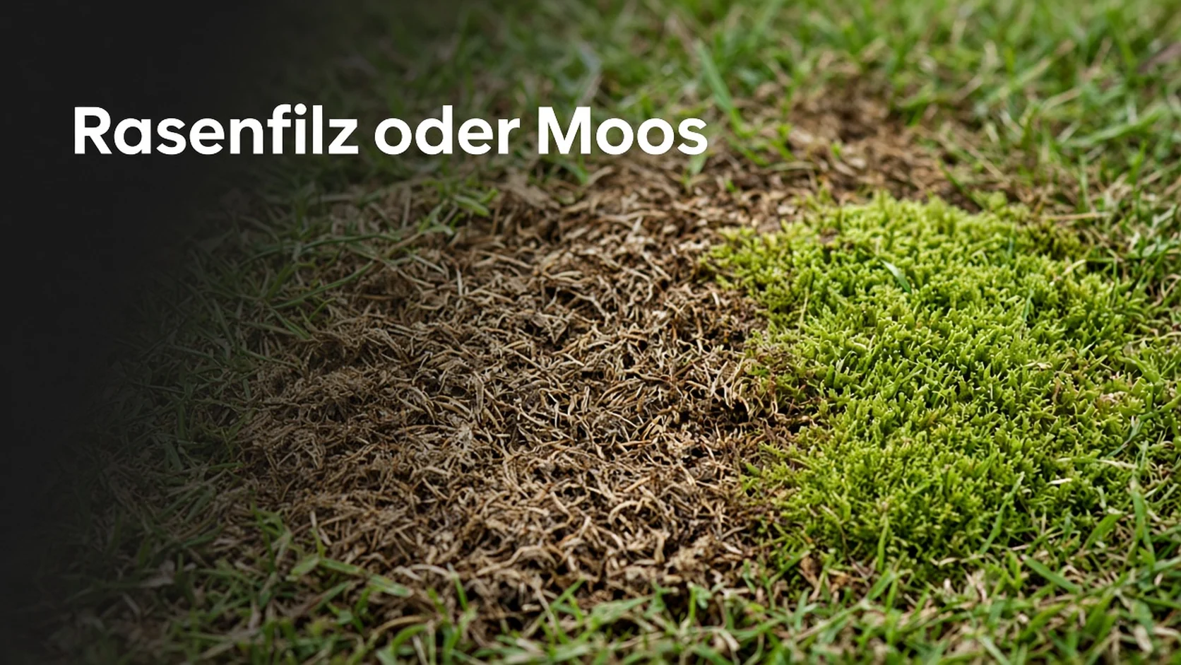 Rasenfilz und Moos nebeneinander in der Grasnarbe