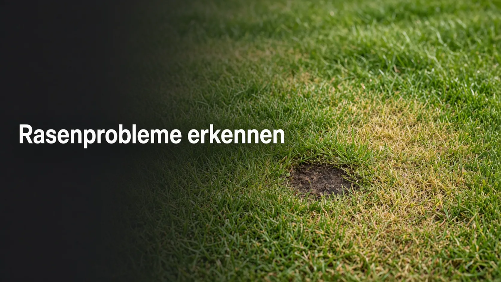 Kahle und vergilbte Stelle in einer Rasenfläche