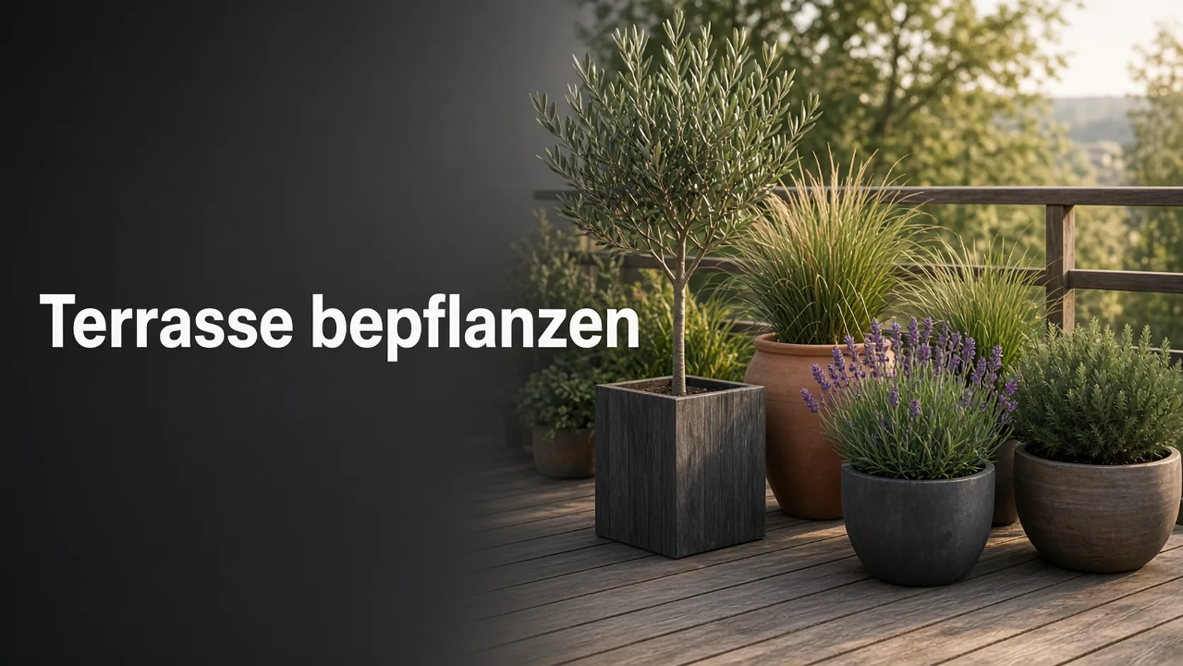 Kübelpflanzen mit Olive und Lavendel auf einer Holzterrasse